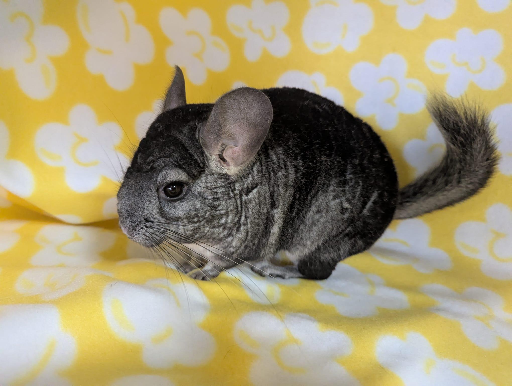 Enlarge Sally, an adopted Chinchilla in Fountain Valley, CA image 5/5