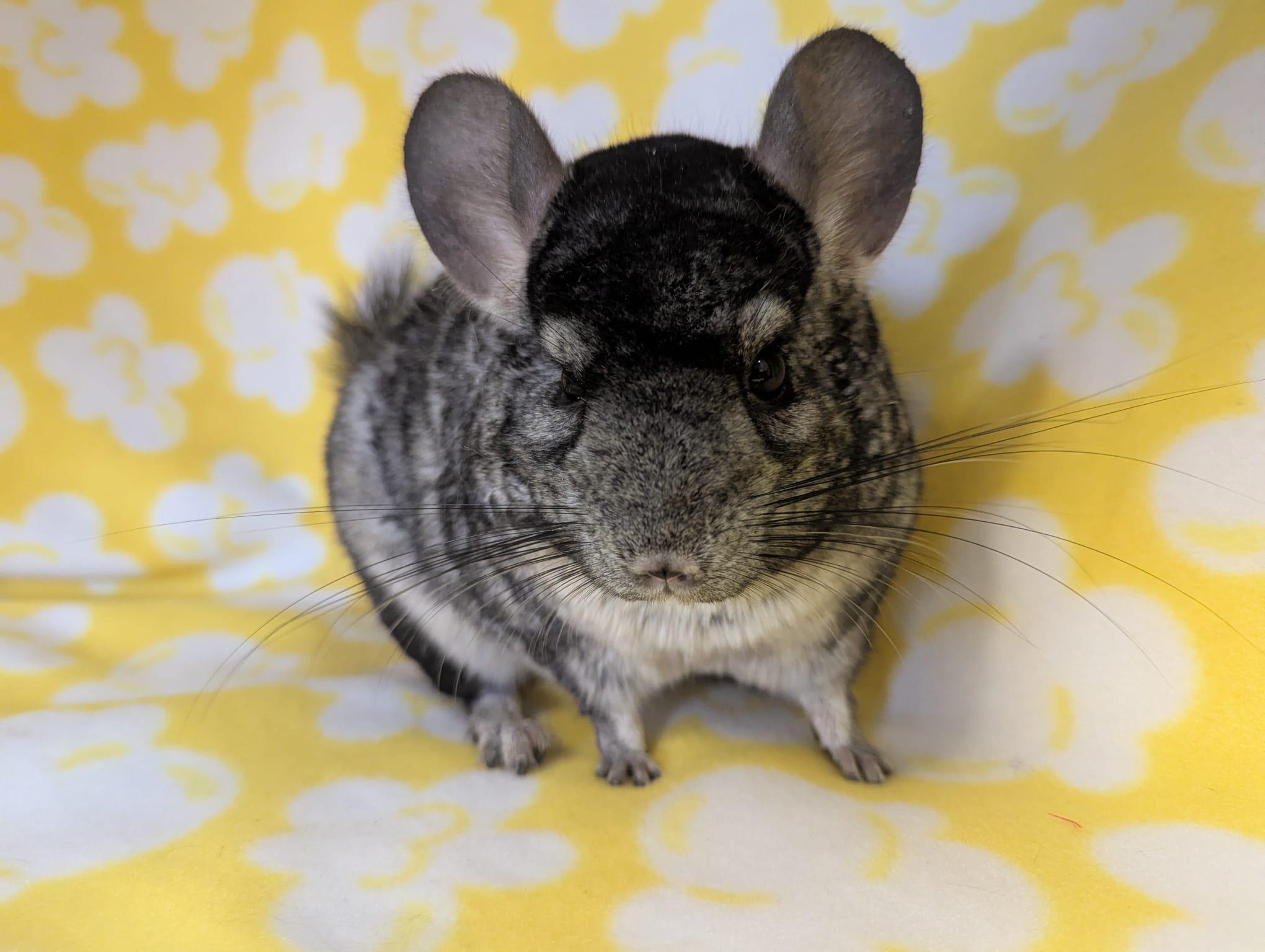 Enlarge Sally, an adopted Chinchilla in Fountain Valley, CA image 4/5