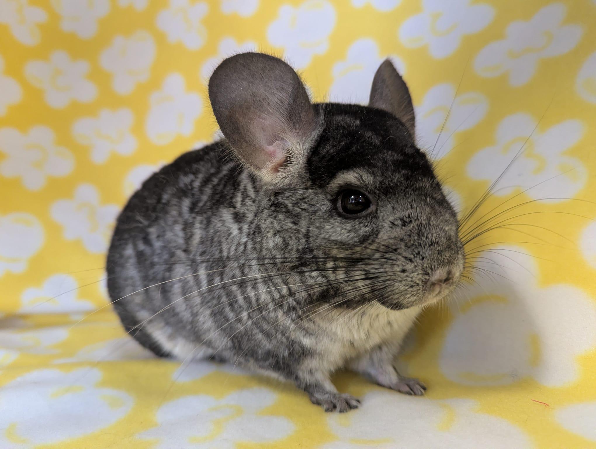 Enlarge Sally, an adopted Chinchilla in Fountain Valley, CA image 2/5