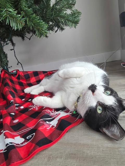 Inky, an adopted Domestic Short Hair in Englewood, NJ image 6/6