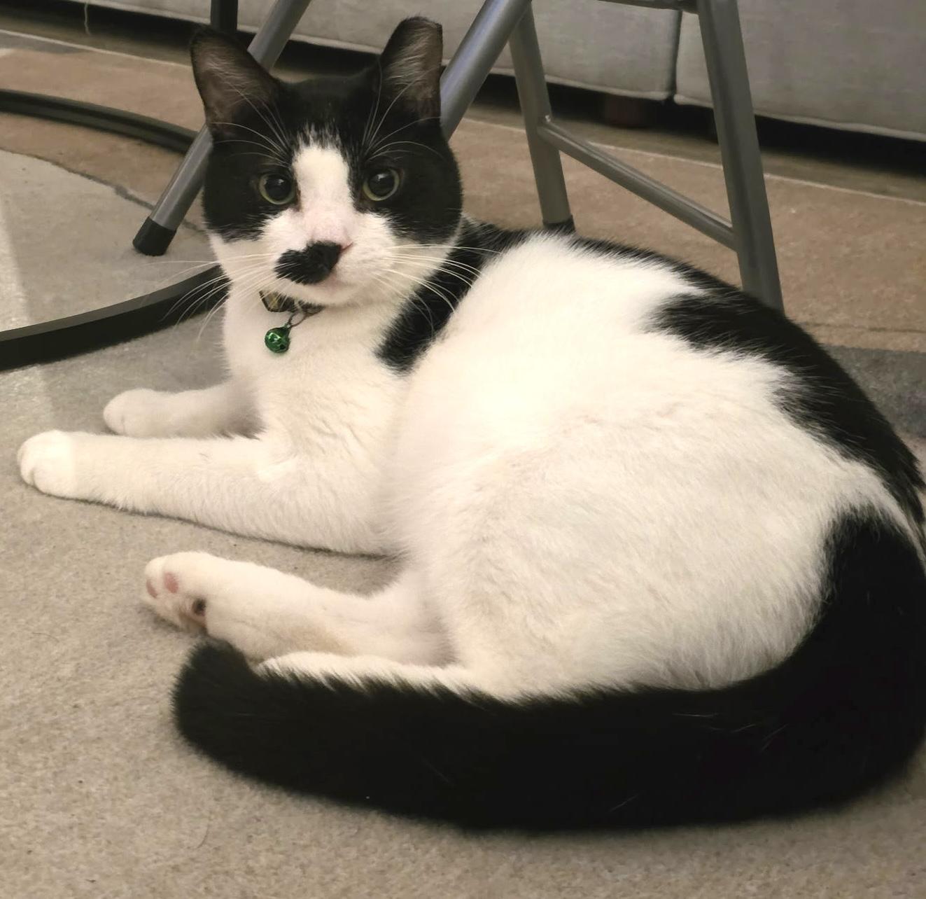 Inky, an adopted Domestic Short Hair in Englewood, NJ image 4/6