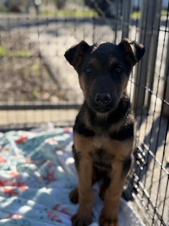 Andy, ADOPTABLE, Young Male German Shepherd Dog.