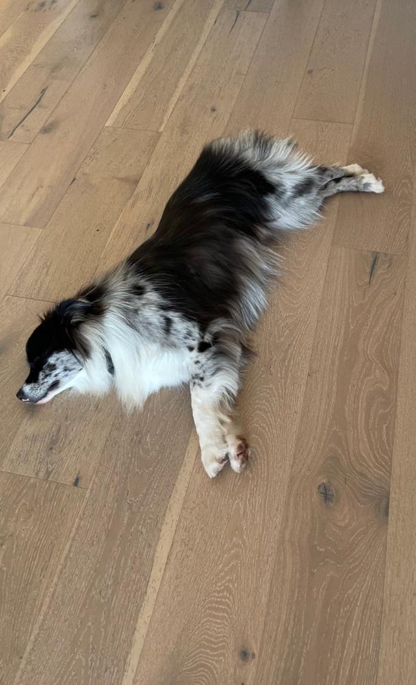 Enlarge Jax, a Adoptable Australian Shepherd in Statesville, NC image 1/6