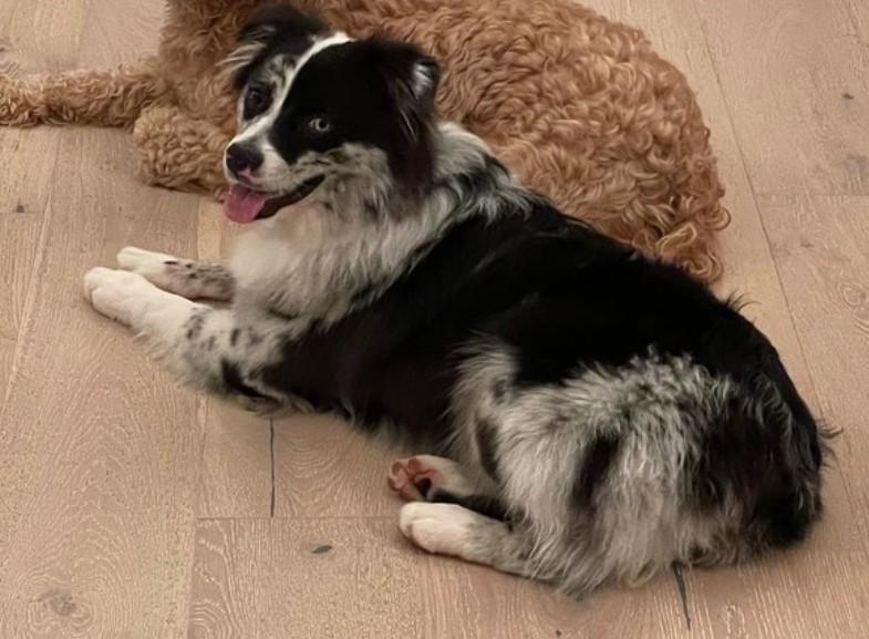 Enlarge Jax, a Adoptable Australian Shepherd in Statesville, NC image 2/6