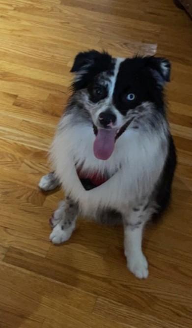 Enlarge Jax, a Adoptable Australian Shepherd in Statesville, NC image 3/6