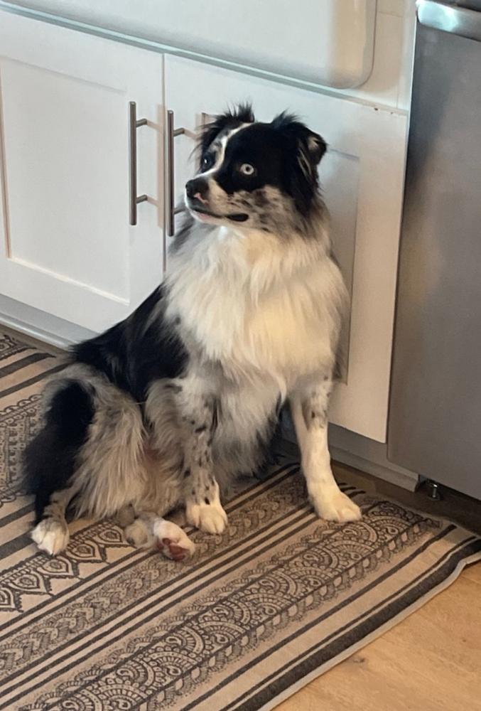 Enlarge Jax, a Adoptable Australian Shepherd in Statesville, NC image 4/6