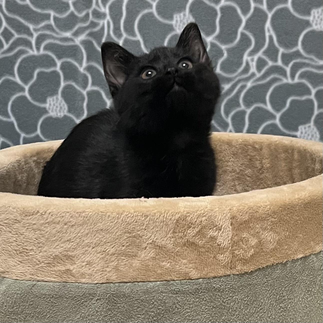 Smoky, an adopted mixed breed in Libertyville, IL image 1/3