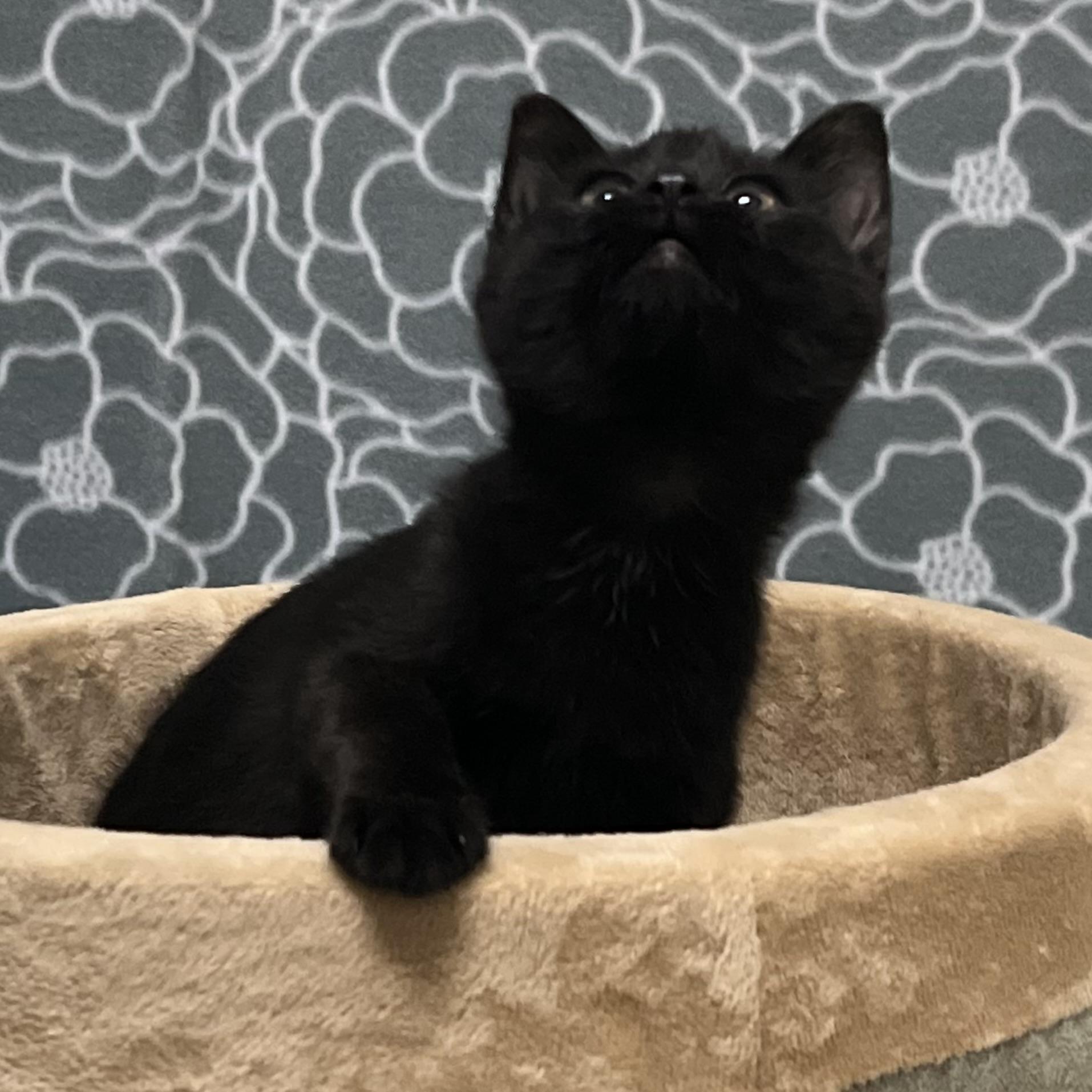 Smoky, an adopted mixed breed in Libertyville, IL image 2/3