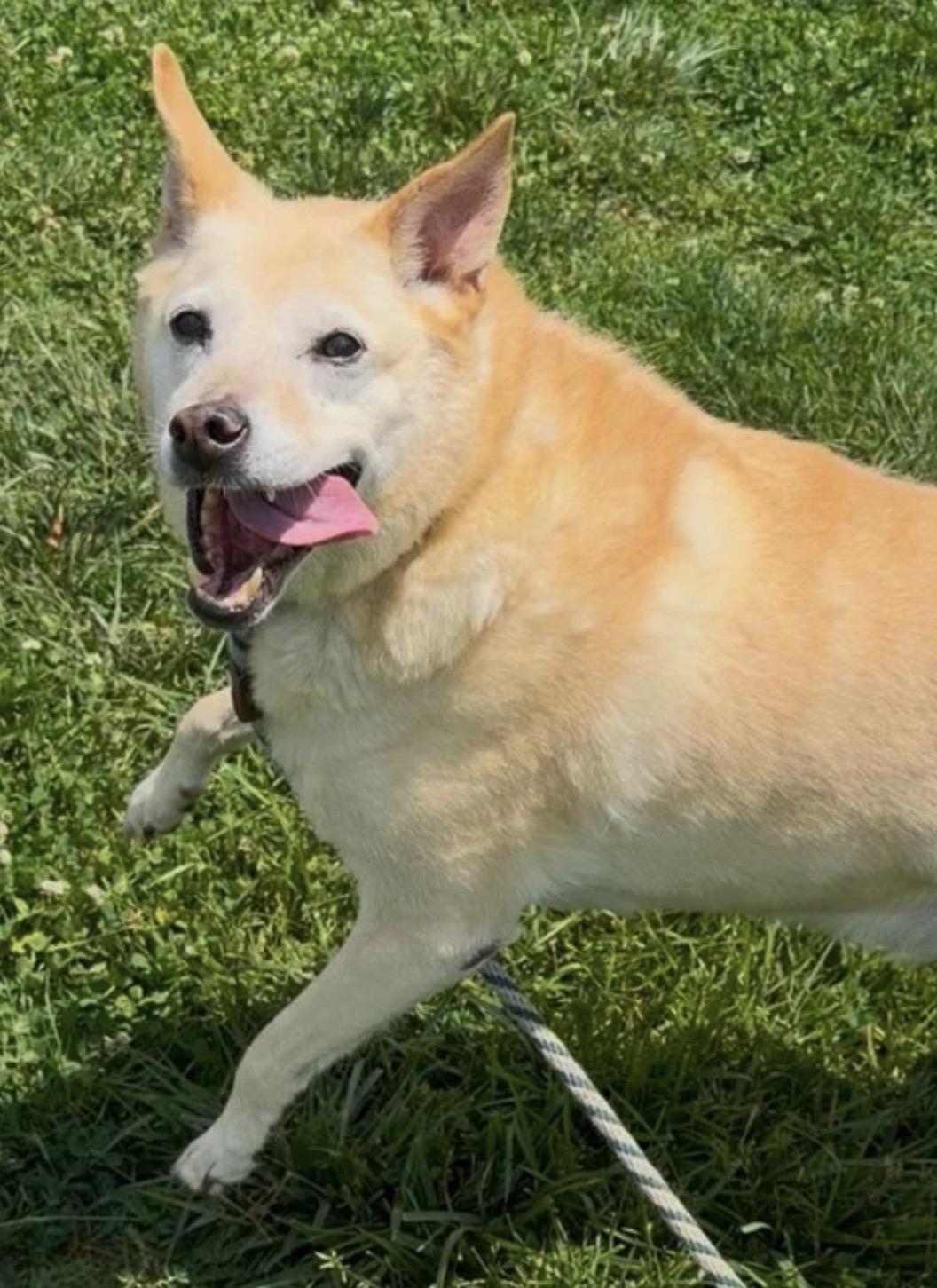 Enlarge Duke, a ADOPTABLE mixed breed in Culpeper, VA image 1/1
