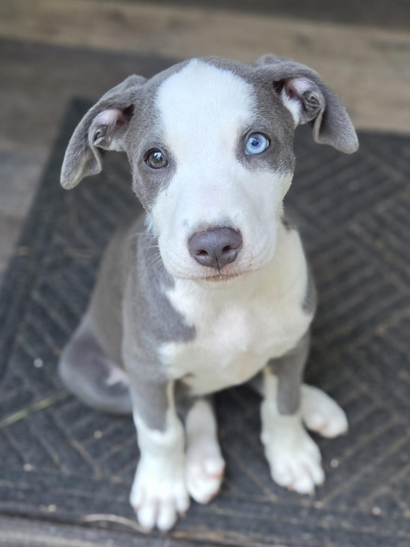Enlarge Care Bear, an adopted mixed breed in Greensboro, GA image 3/6
