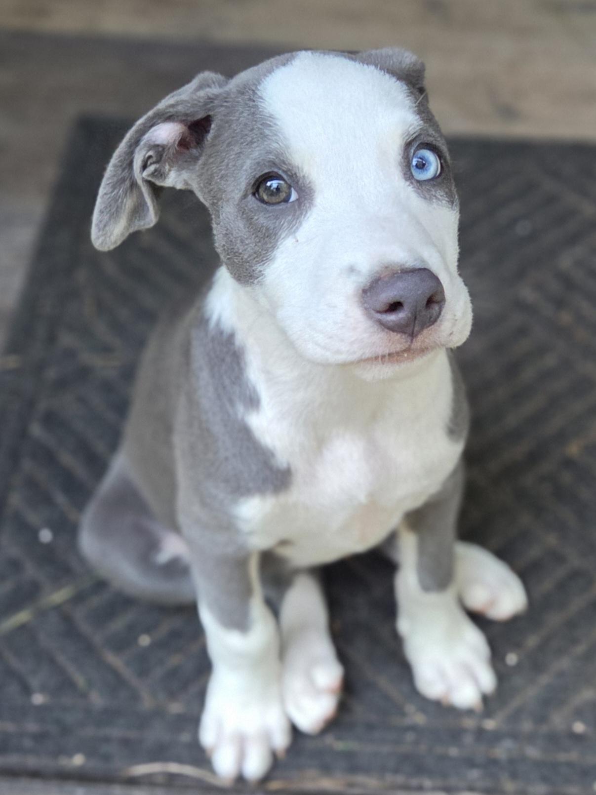Enlarge Care Bear, an adopted mixed breed in Greensboro, GA image 6/6