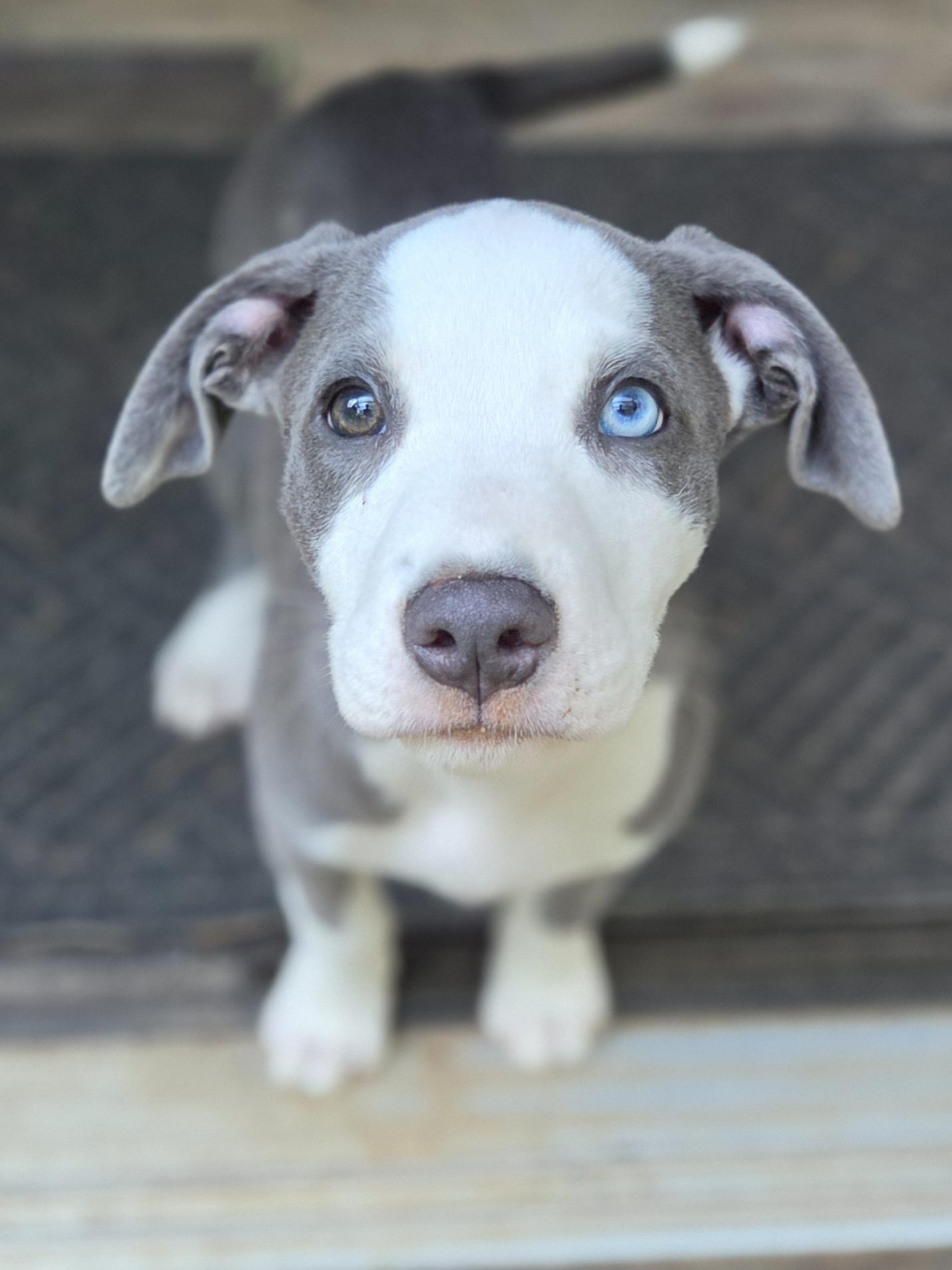 Enlarge Care Bear, an adopted mixed breed in Greensboro, GA image 4/6