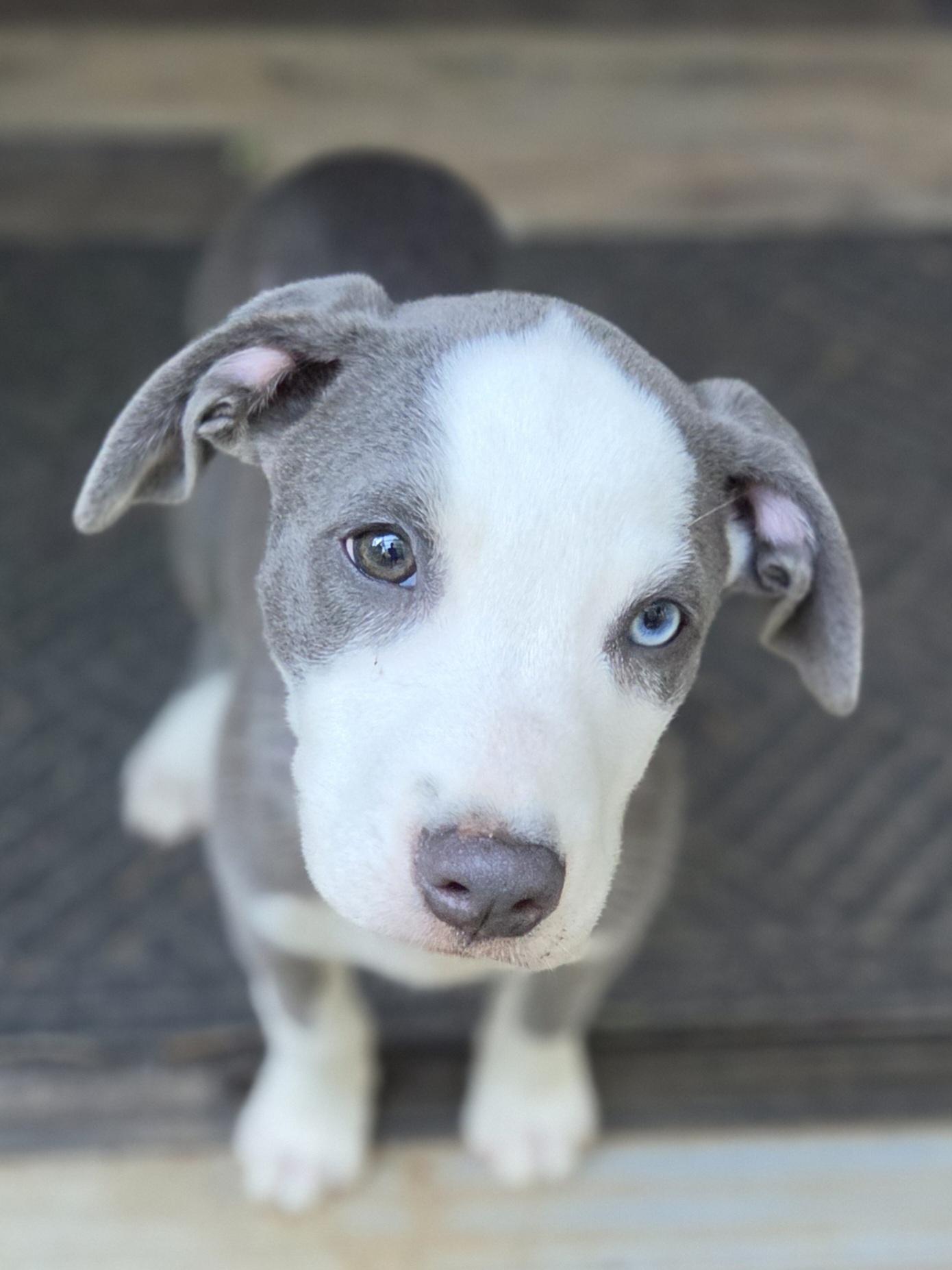 Enlarge Care Bear, an adopted mixed breed in Greensboro, GA image 5/6