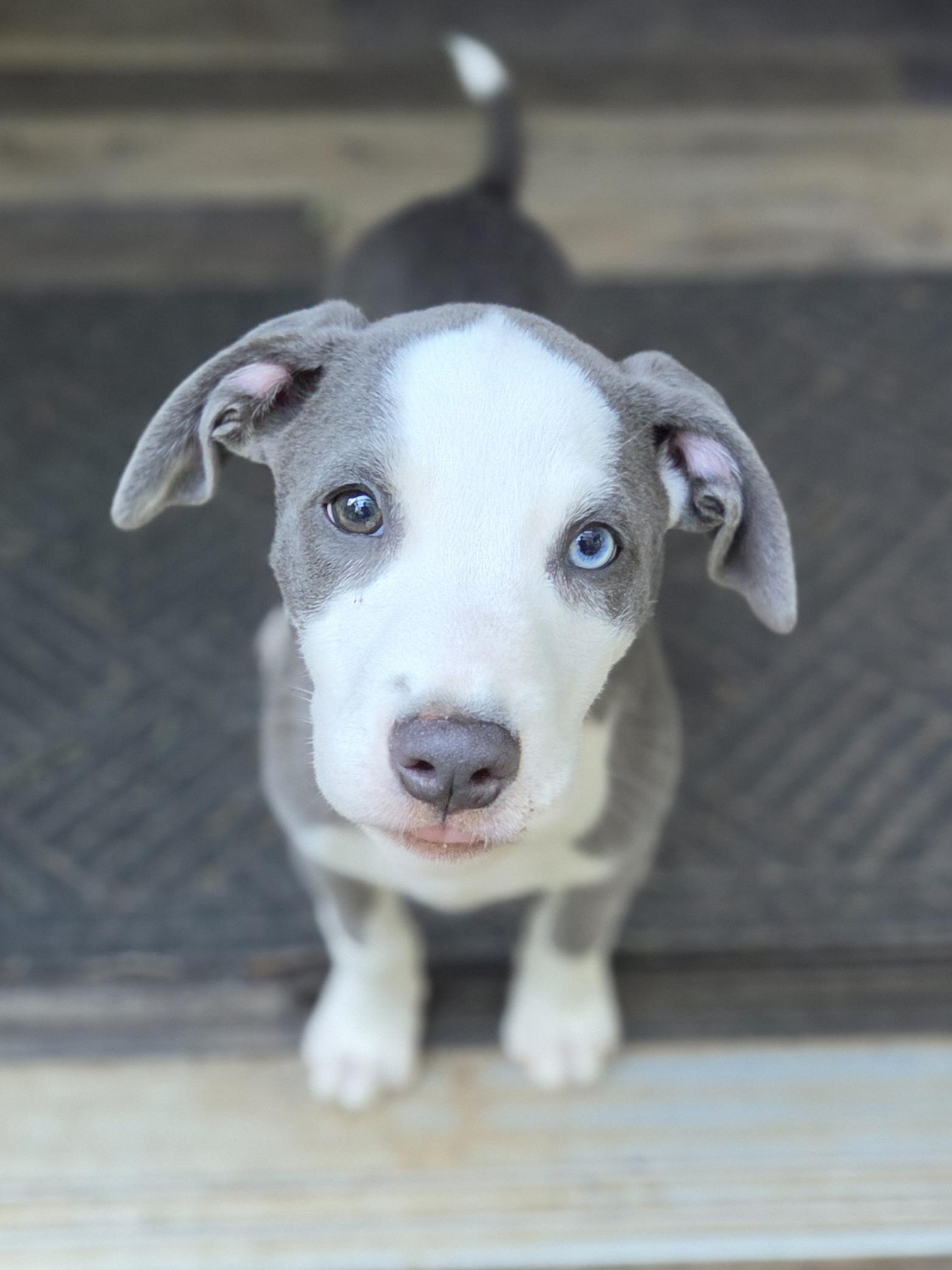 Enlarge Care Bear, an adopted mixed breed in Greensboro, GA image 2/6