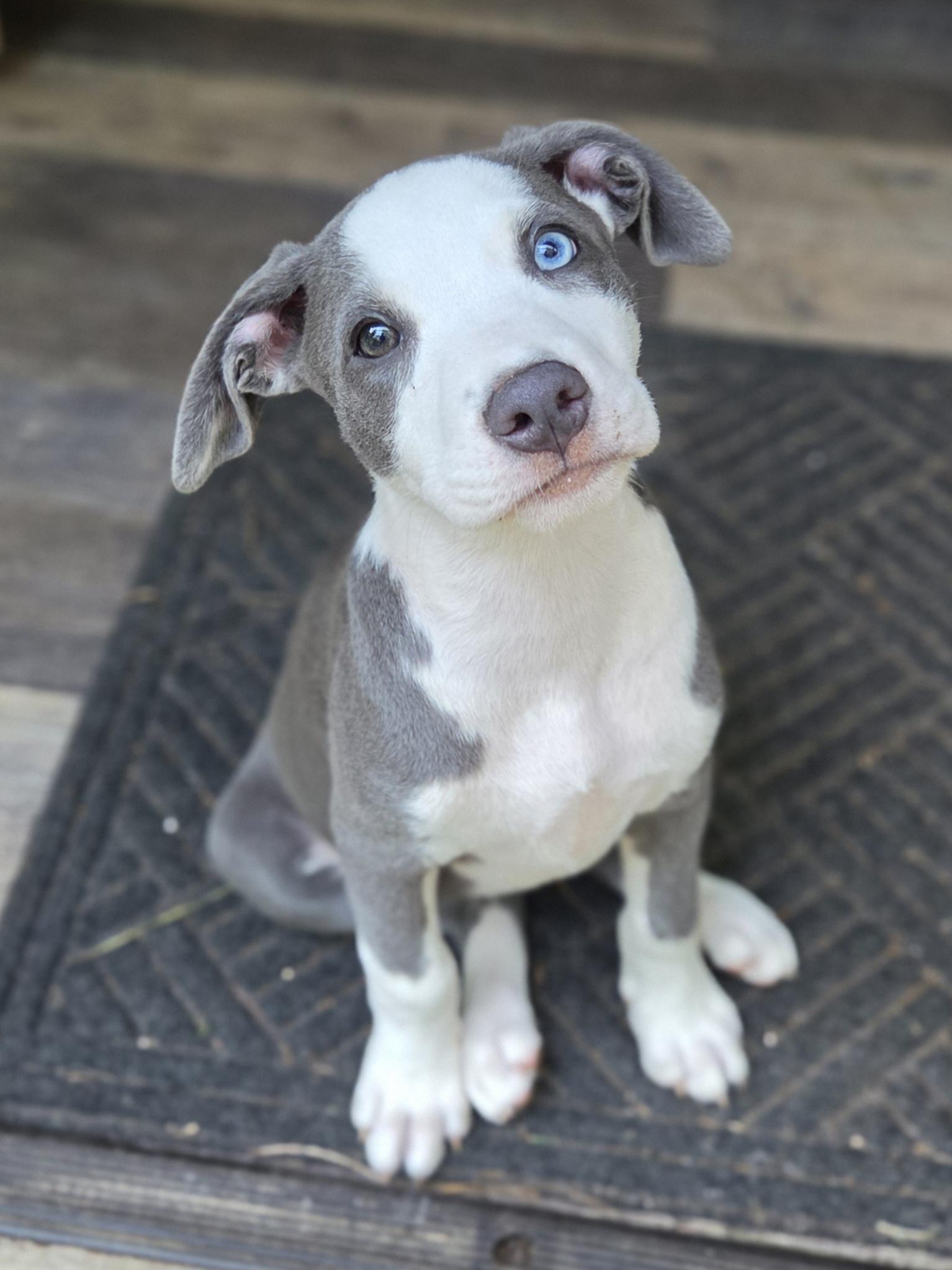 Care Bear, adopted, Puppy Female Pit Bull Terrier & Border Collie.