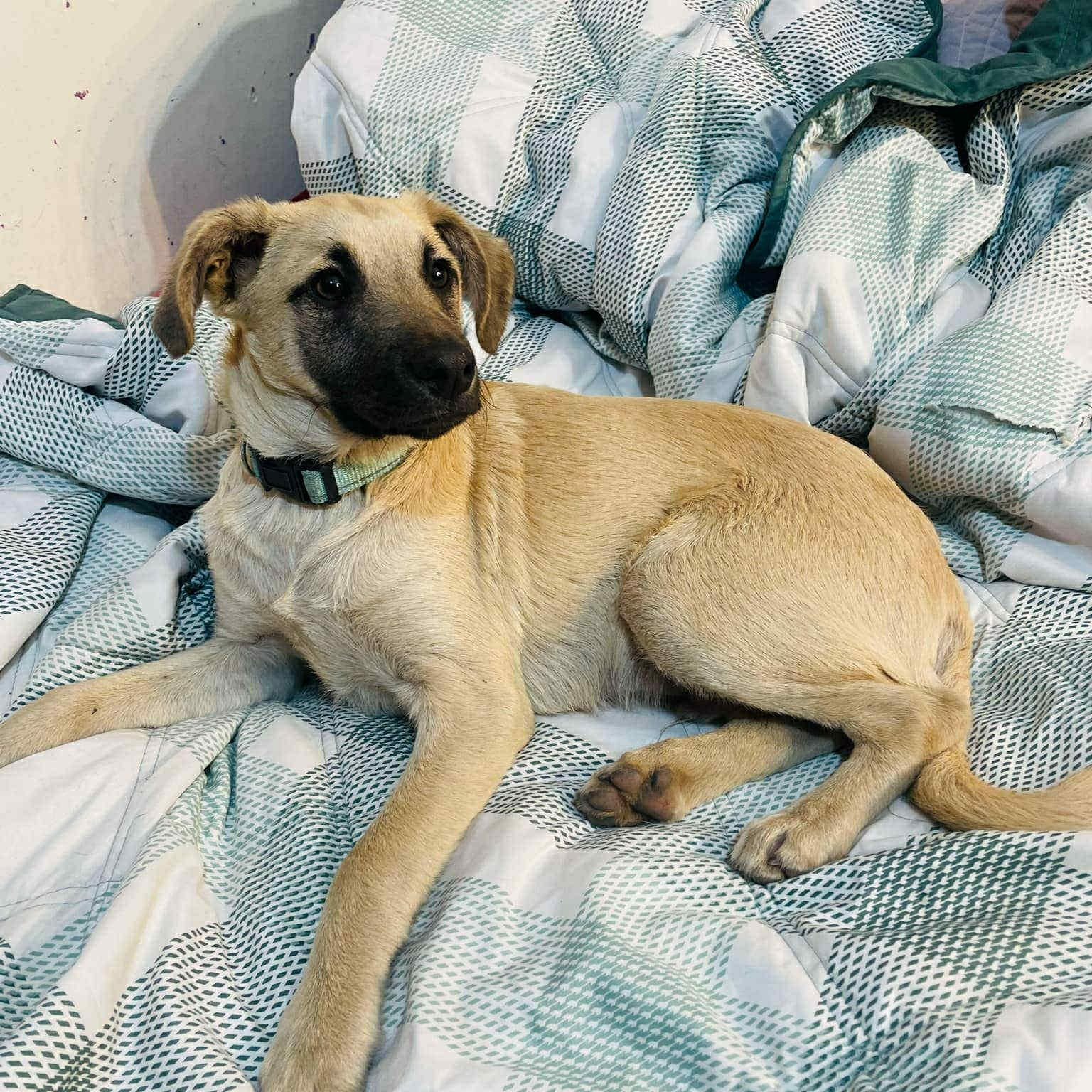 Enlarge Simon, a Adoptable mixed breed in San Diego, CA image 3/6