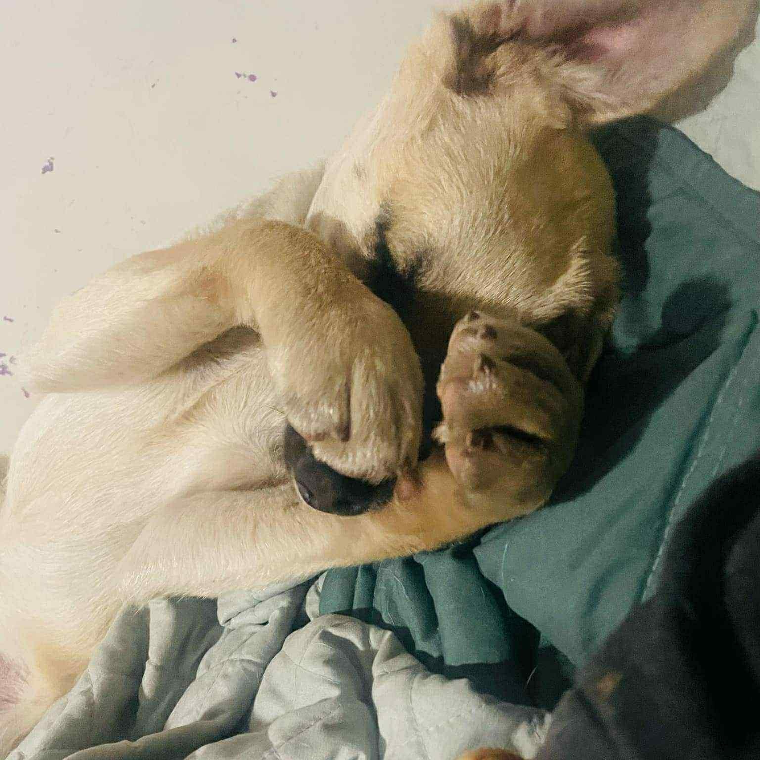 Enlarge Simon, a Adoptable mixed breed in San Diego, CA image 6/6