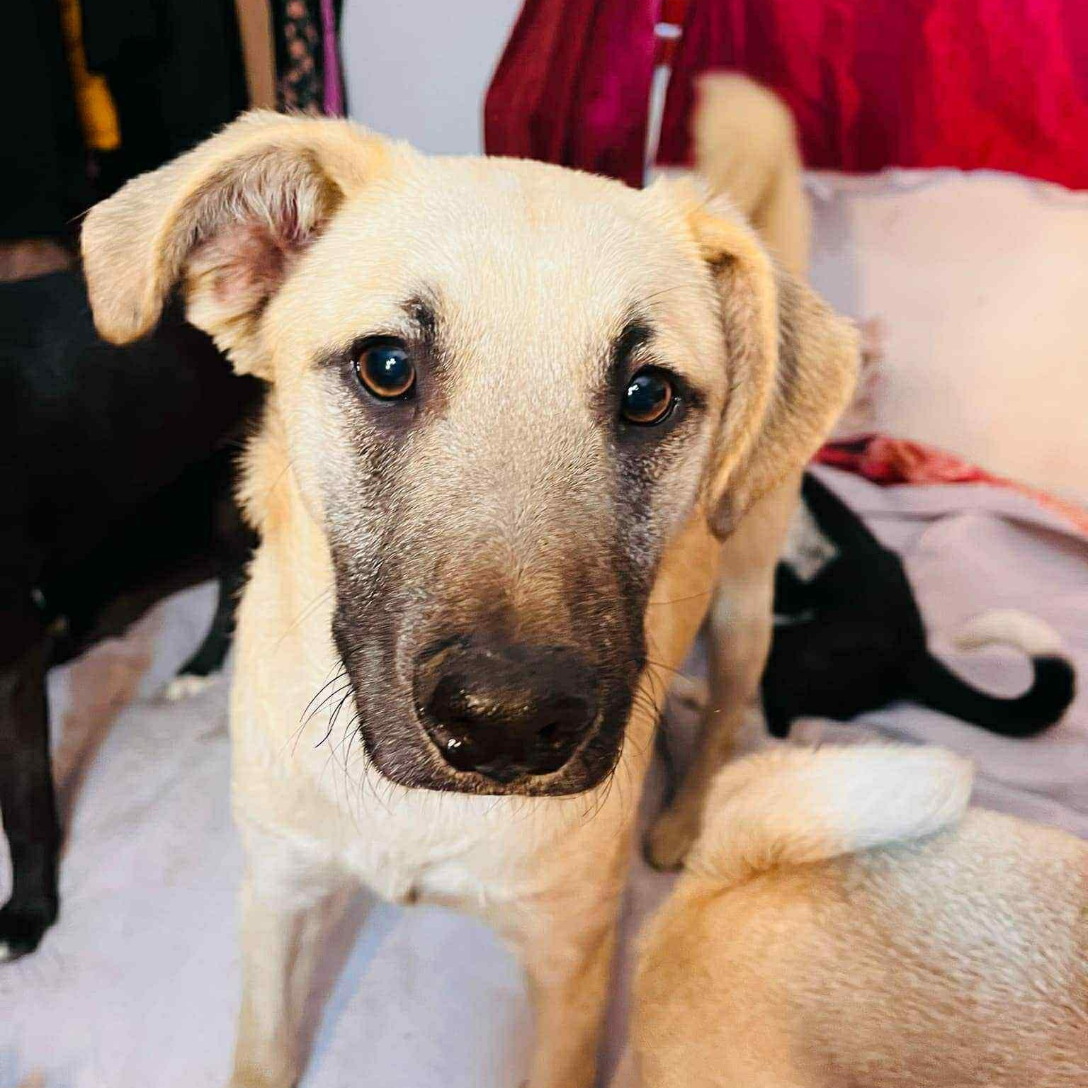 Enlarge Simon, a Adoptable mixed breed in San Diego, CA image 5/6