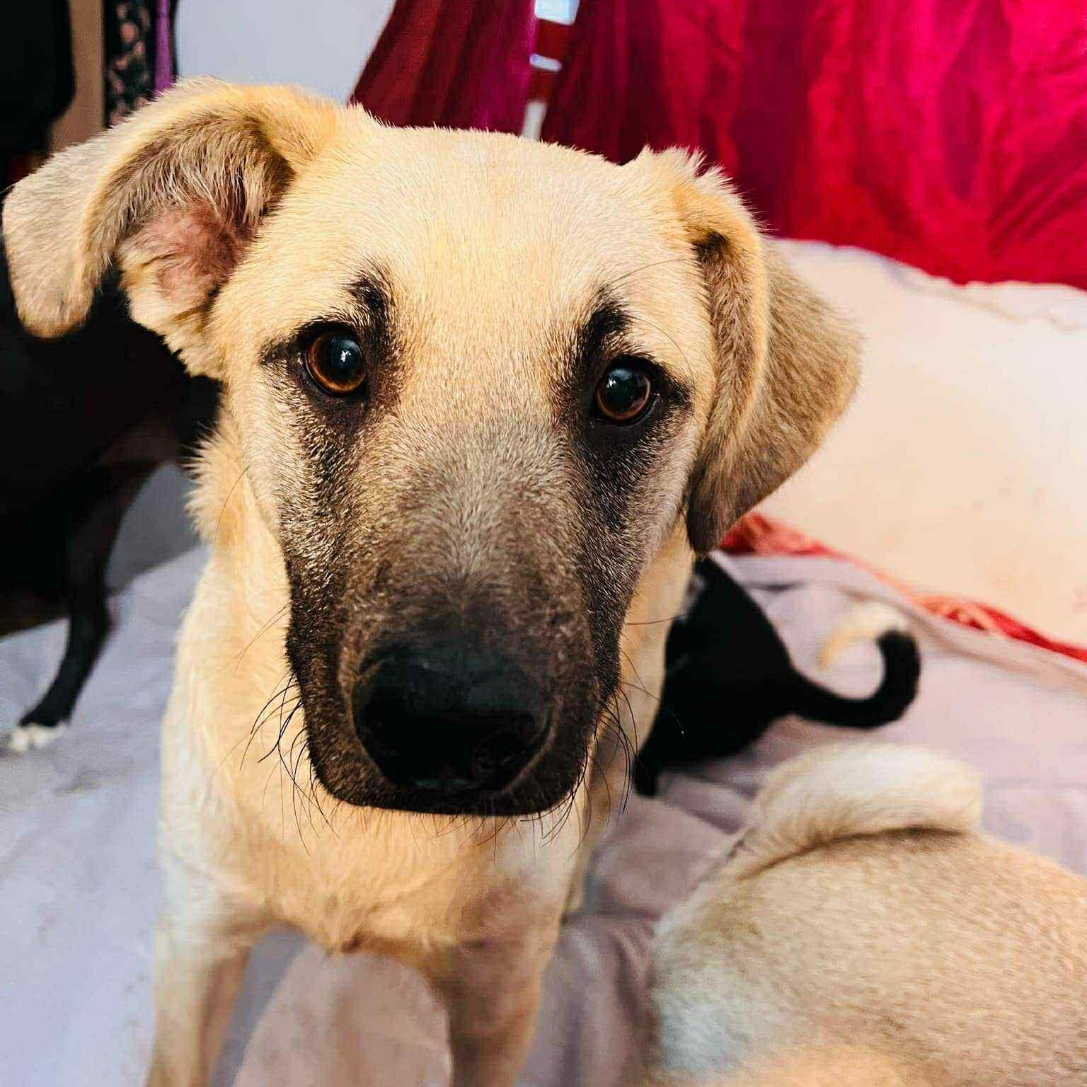 Simon