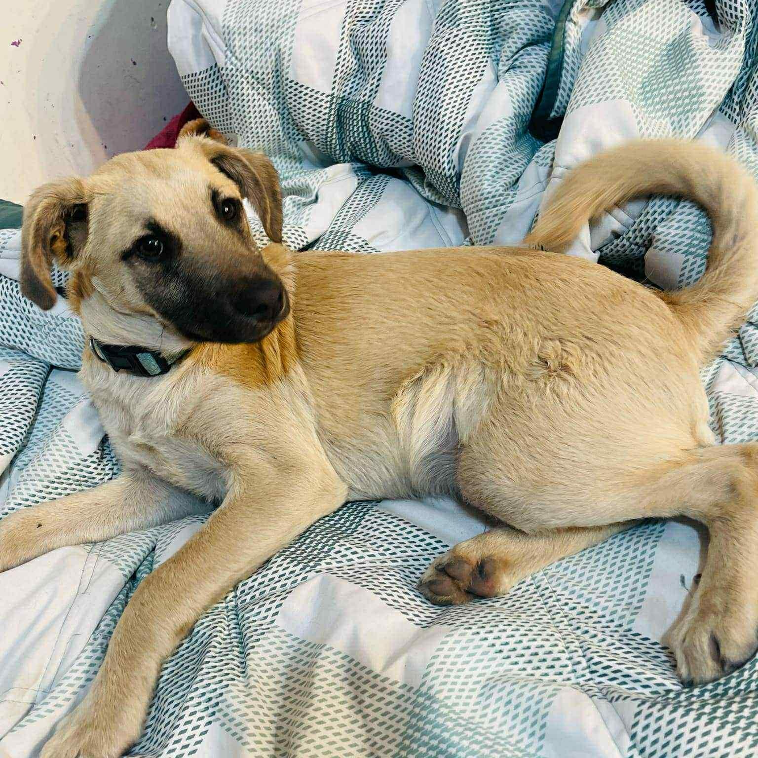 Enlarge Simon, a Adoptable mixed breed in San Diego, CA image 2/6