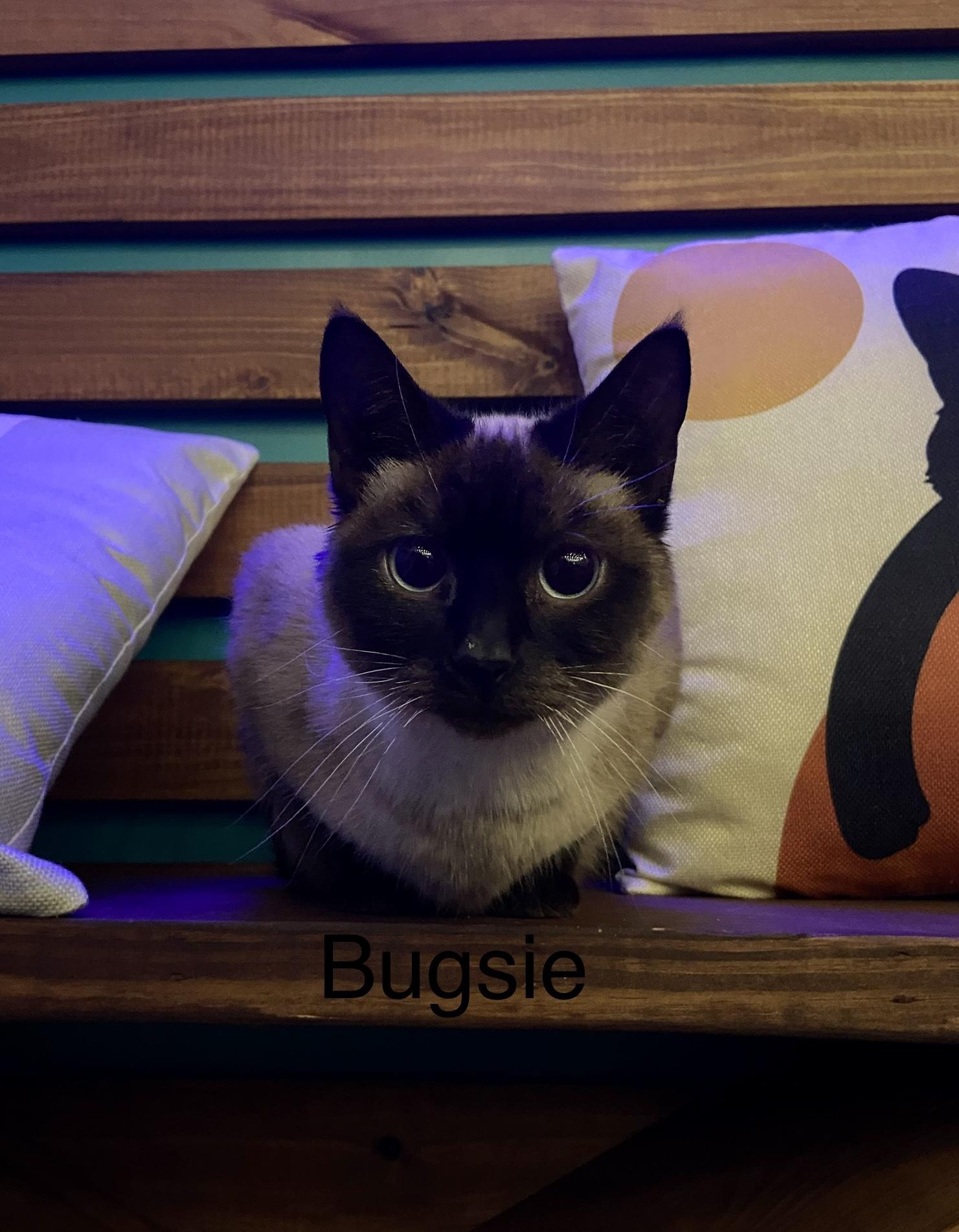 Bugsie, Adopted, Adult Female Siamese.