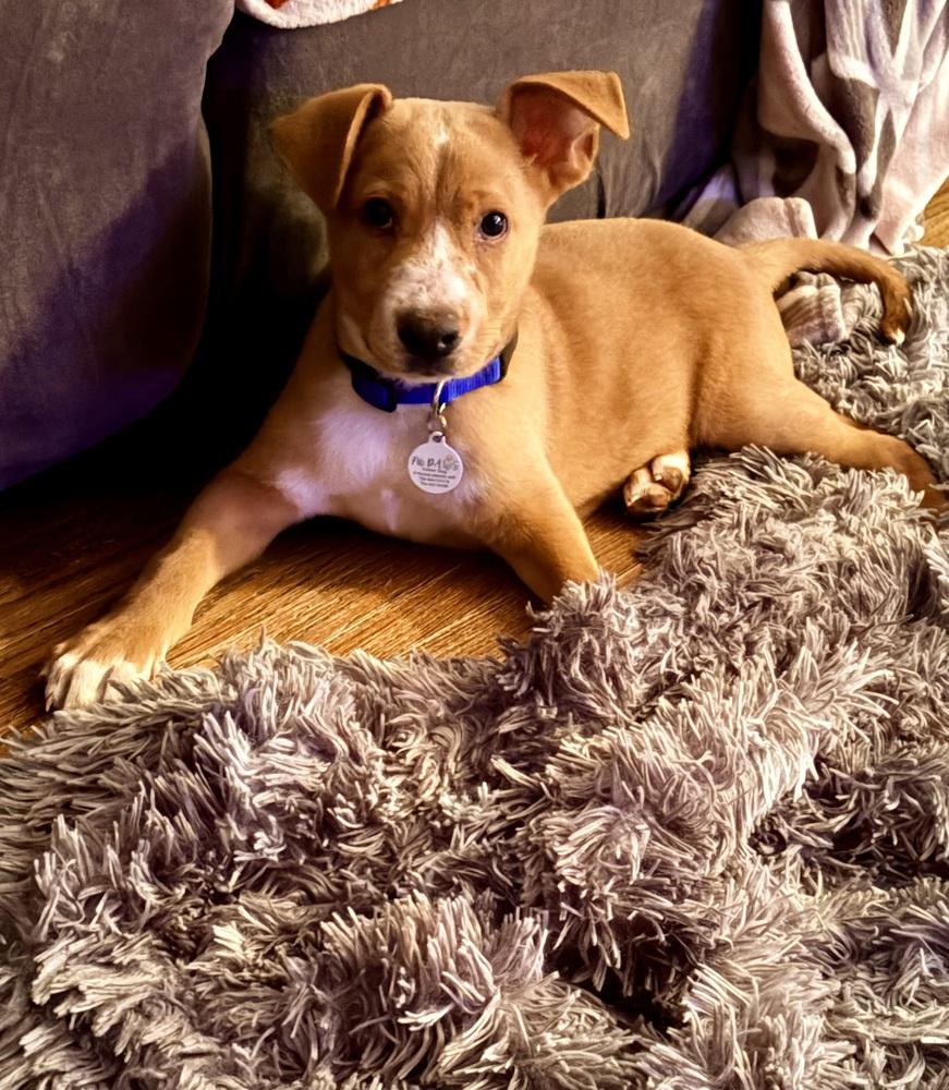 Enlarge Gumbo, a Adoptable mixed breed in Amherst, NY image 1/4