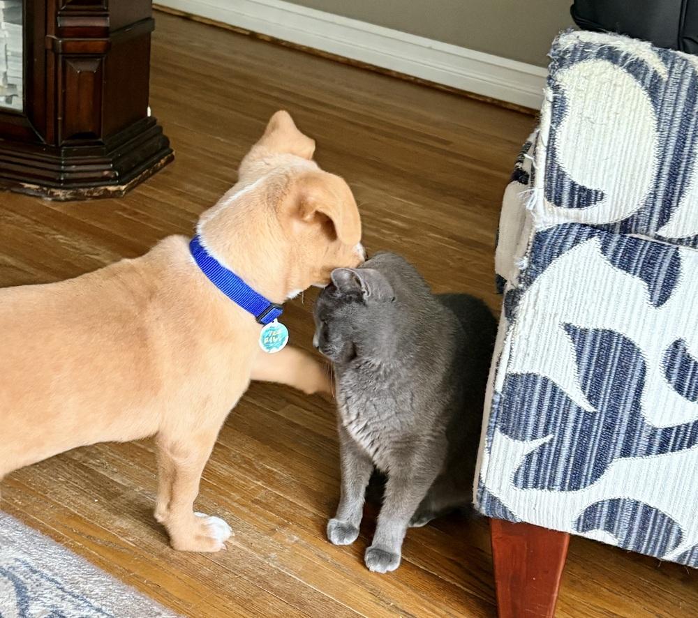 Enlarge Gumbo, a Adoptable mixed breed in Amherst, NY image 2/4