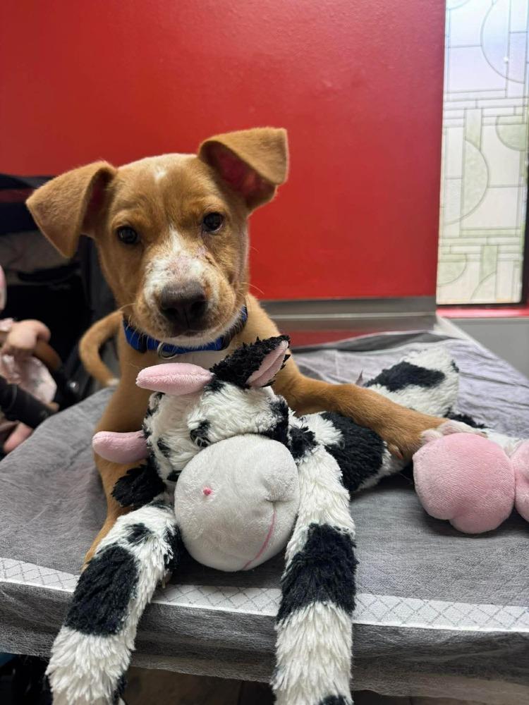 Enlarge Gumbo, a Adoptable mixed breed in Amherst, NY image 3/4