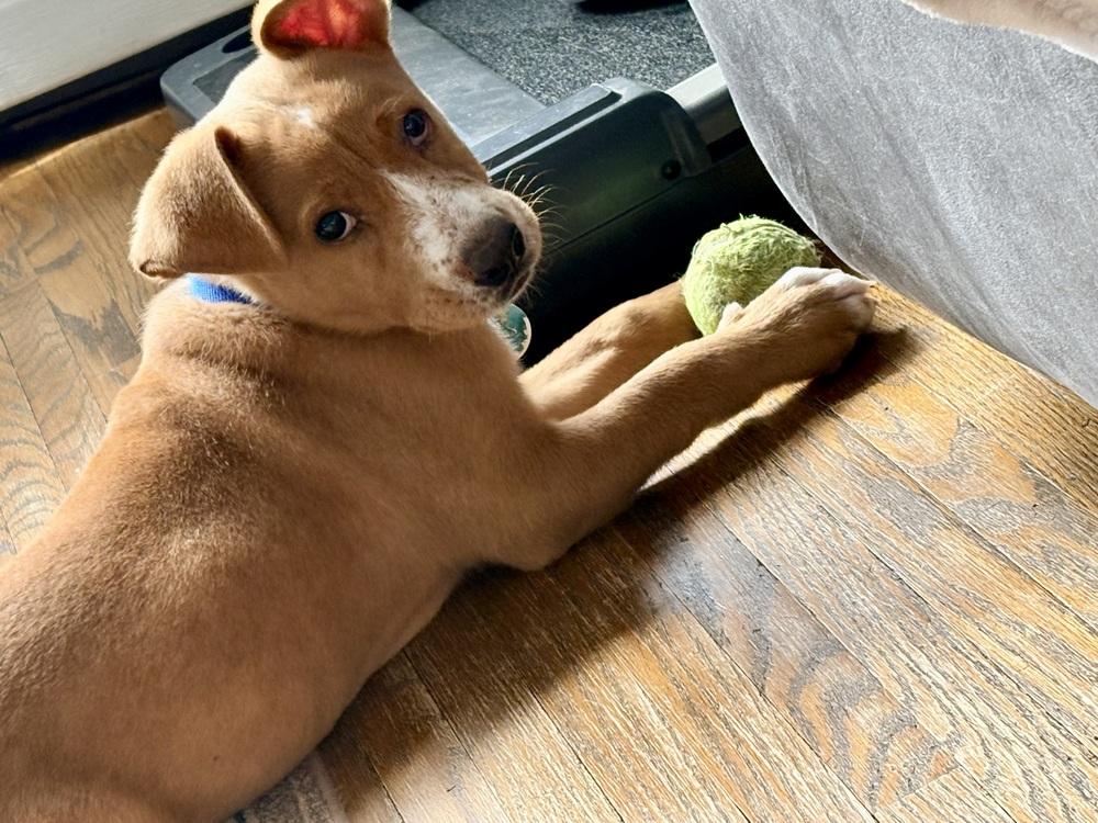 Enlarge Gumbo, a Adoptable mixed breed in Amherst, NY image 4/4