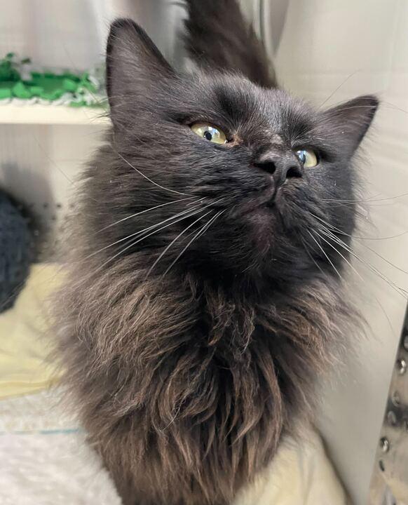 Enlarge Squim, an adopted Domestic Long Hair in Jackson, MI image 3/6