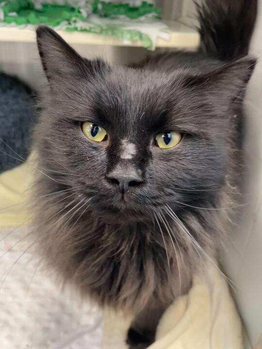 Enlarge Squim, an adopted Domestic Long Hair in Jackson, MI image 1/6