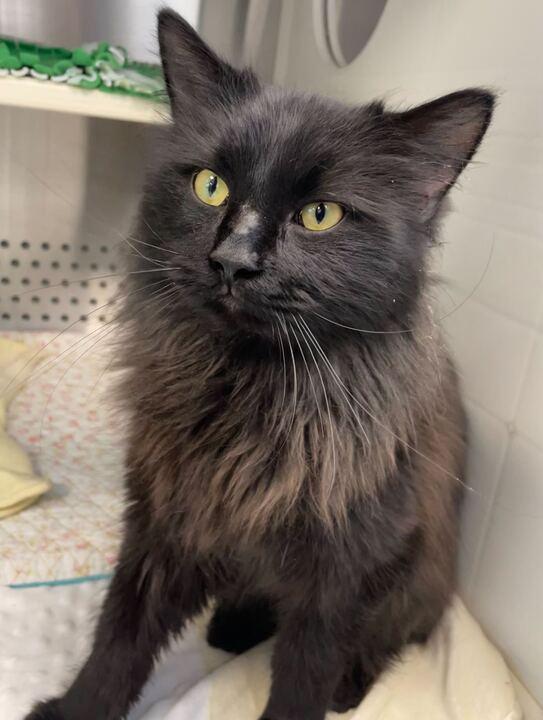 Enlarge Squim, an adopted Domestic Long Hair in Jackson, MI image 2/6