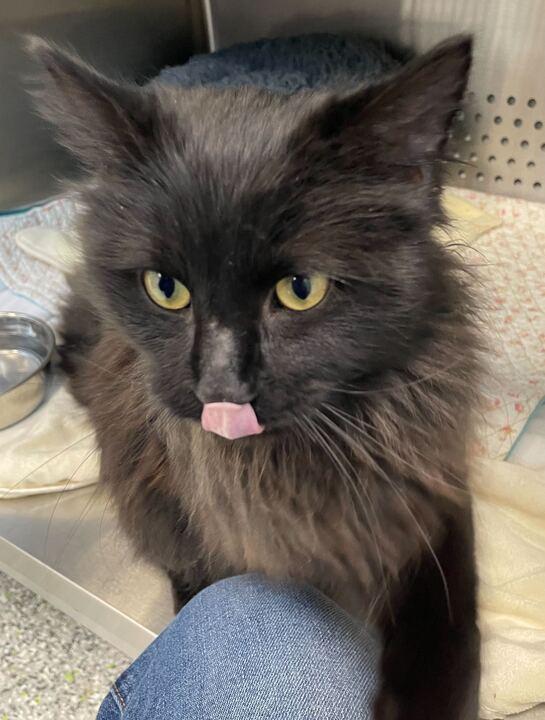 Enlarge Squim, an adopted Domestic Long Hair in Jackson, MI image 5/6