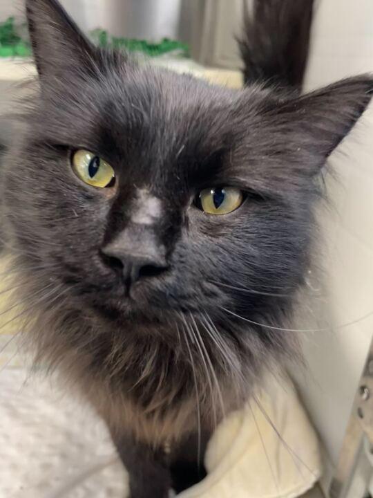 Enlarge Squim, an adopted Domestic Long Hair in Jackson, MI image 6/6