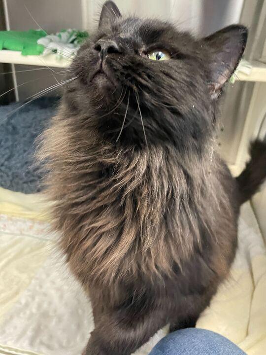 Enlarge Squim, an adopted Domestic Long Hair in Jackson, MI image 4/6