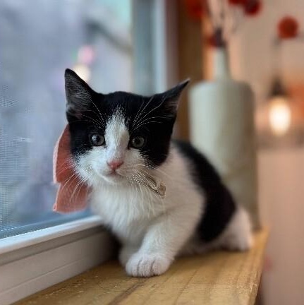 Oreo Cookie — thumbnail 2