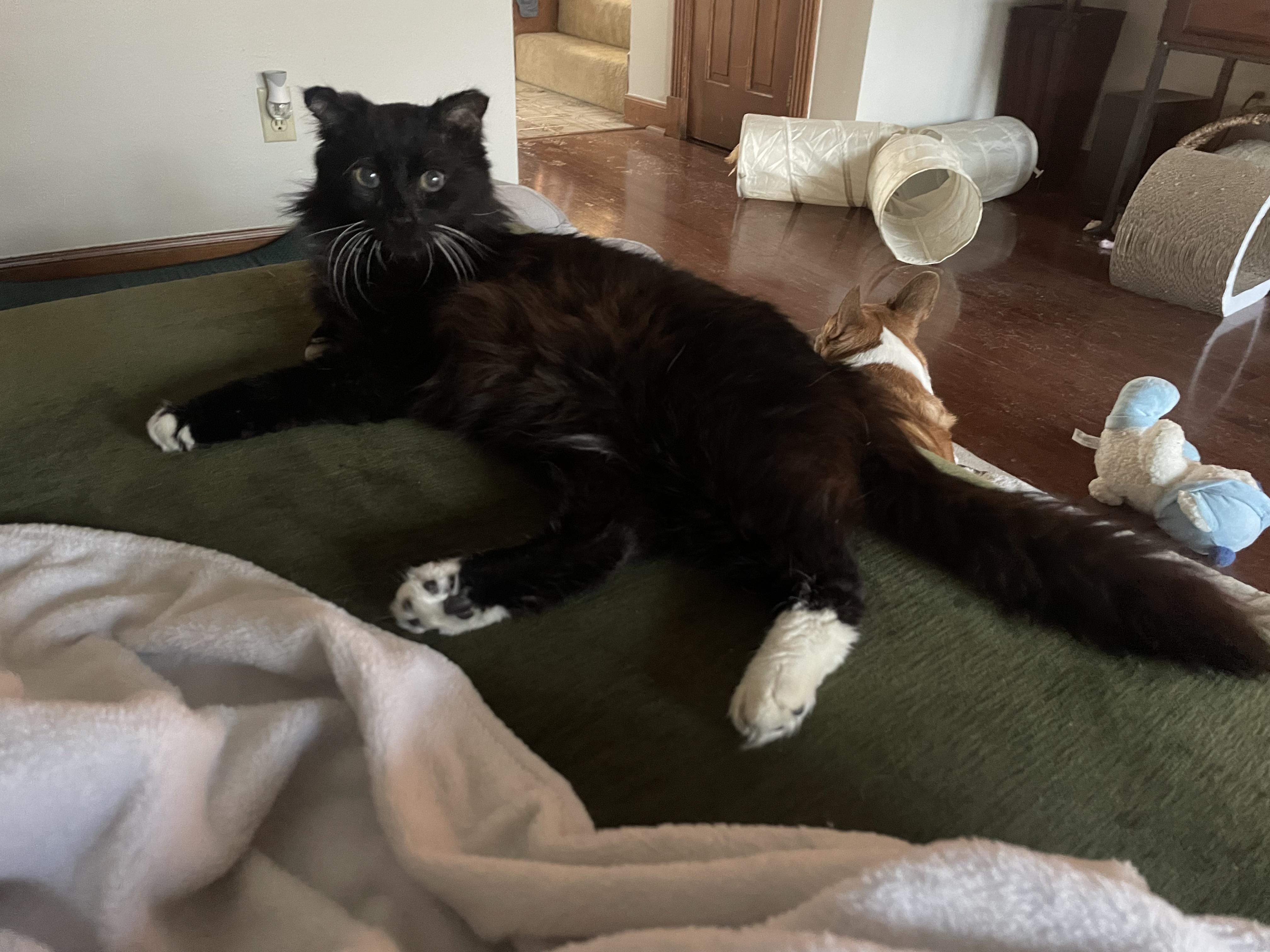 Enlarge Mr. Magoo, an adopted Domestic Medium Hair in Kent, WA image 1/6