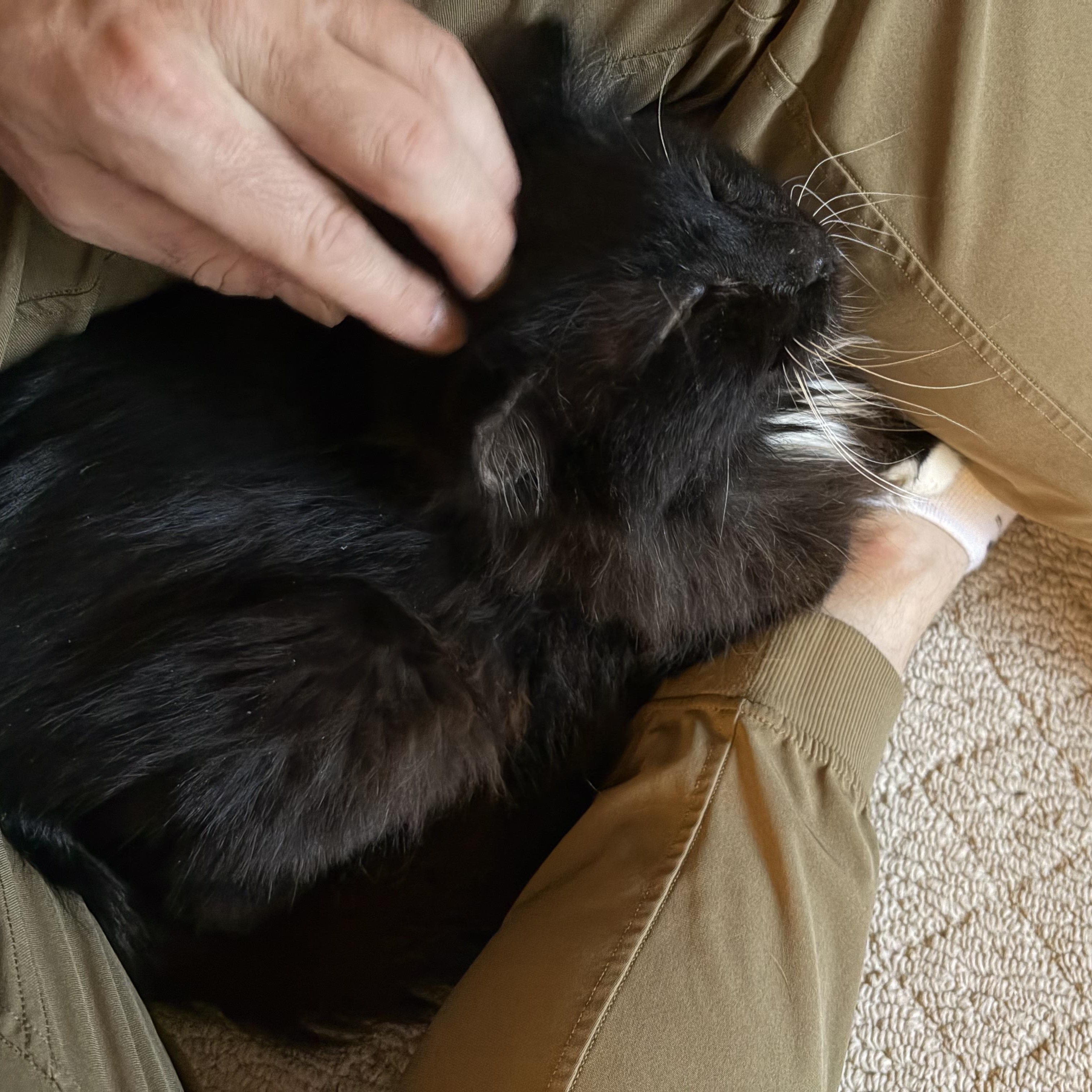 Enlarge Mr. Magoo, an adopted Domestic Medium Hair in Kent, WA image 3/6