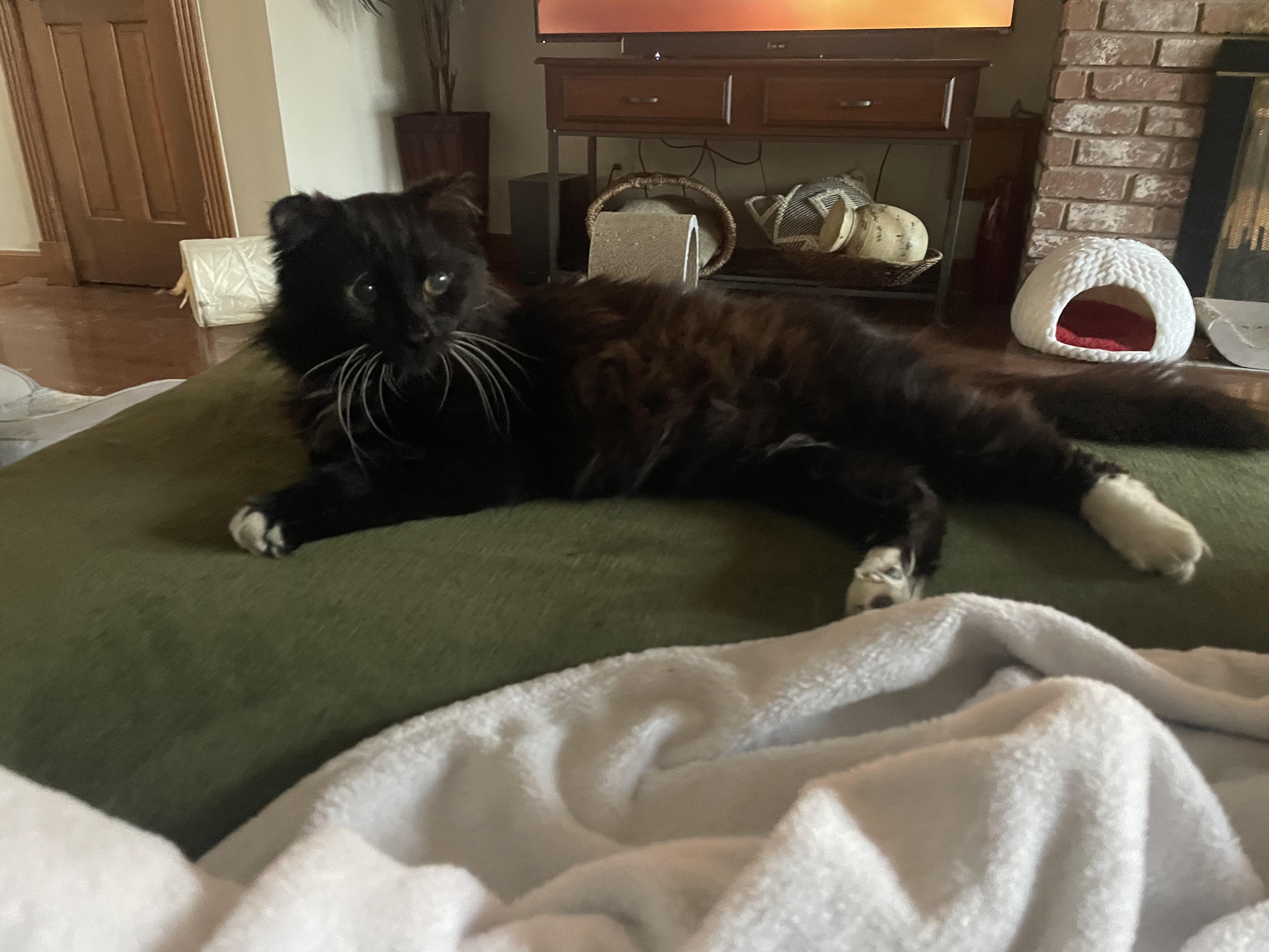 Enlarge Mr. Magoo, an adopted Domestic Medium Hair in Kent, WA image 5/6