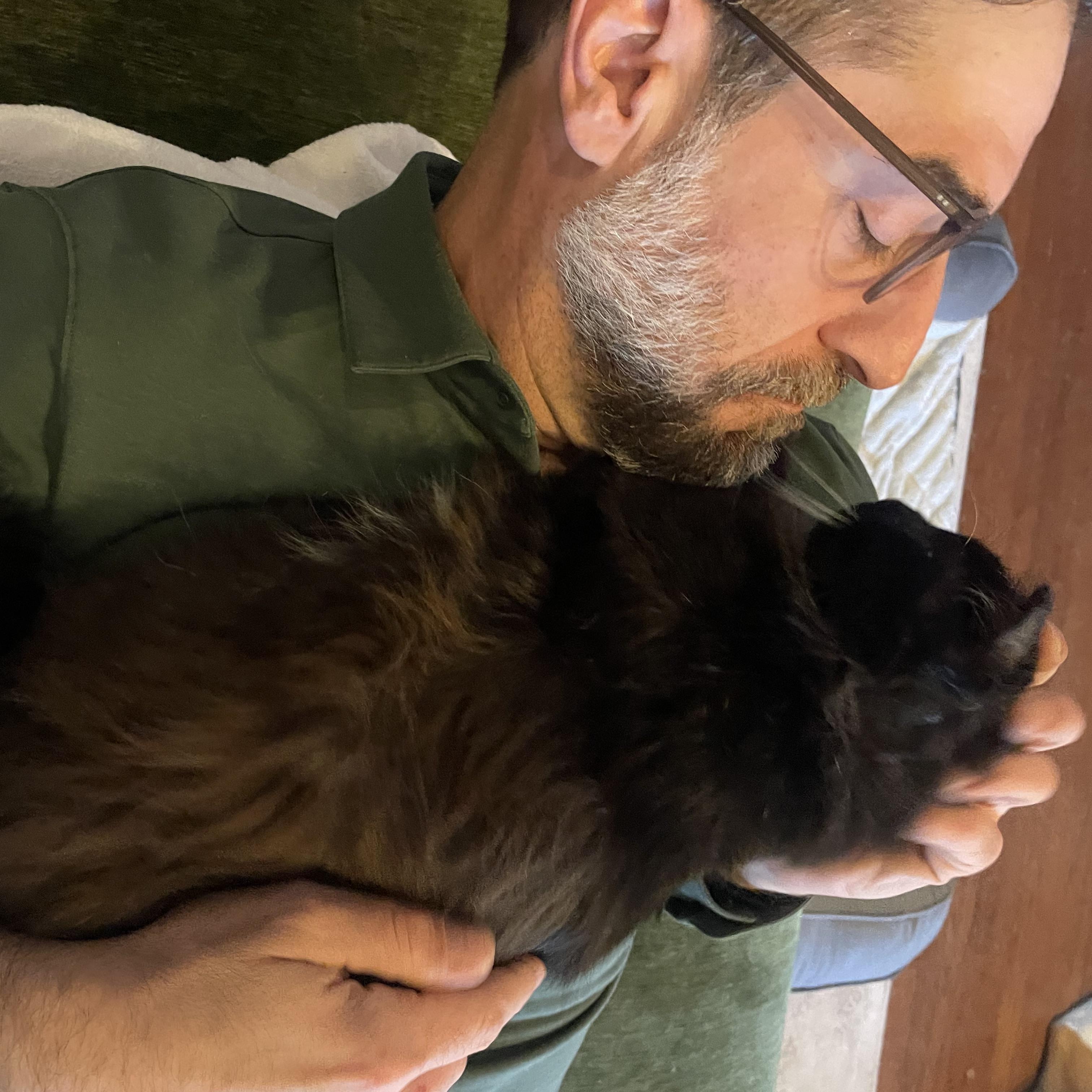 Enlarge Mr. Magoo, an adopted Domestic Medium Hair in Kent, WA image 4/6