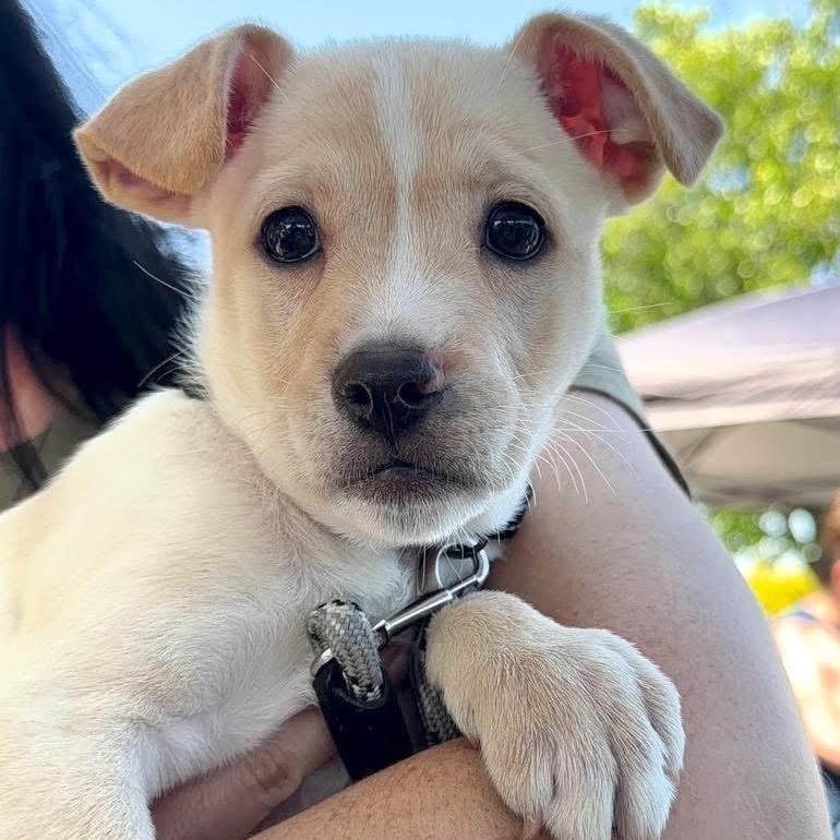 Vale, a ADOPTABLE Mixed Breed in Yaphank, NY image 4/5