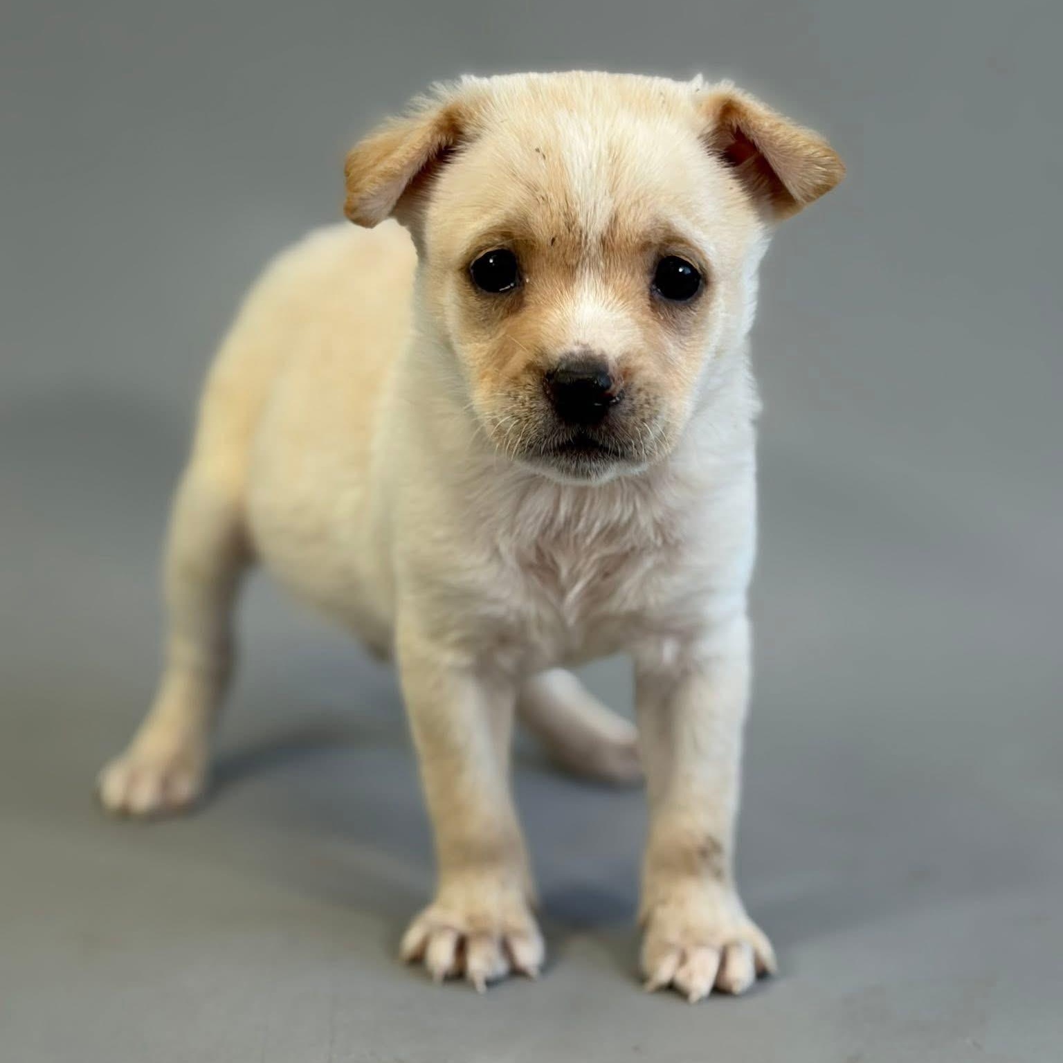 Vale, a ADOPTABLE Mixed Breed in Yaphank, NY image 5/5