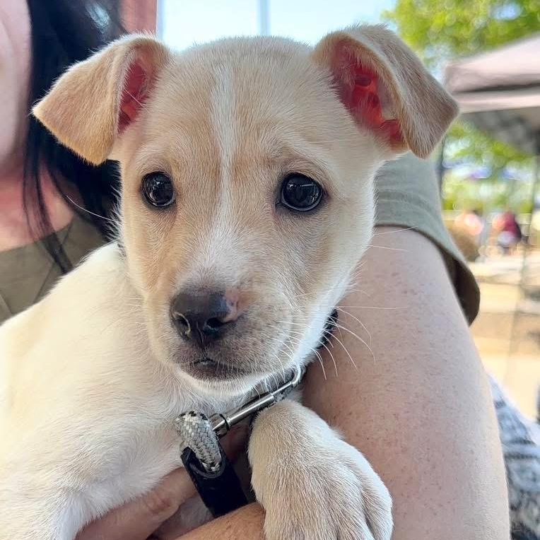 Vale, a ADOPTABLE Mixed Breed in Yaphank, NY image 2/5