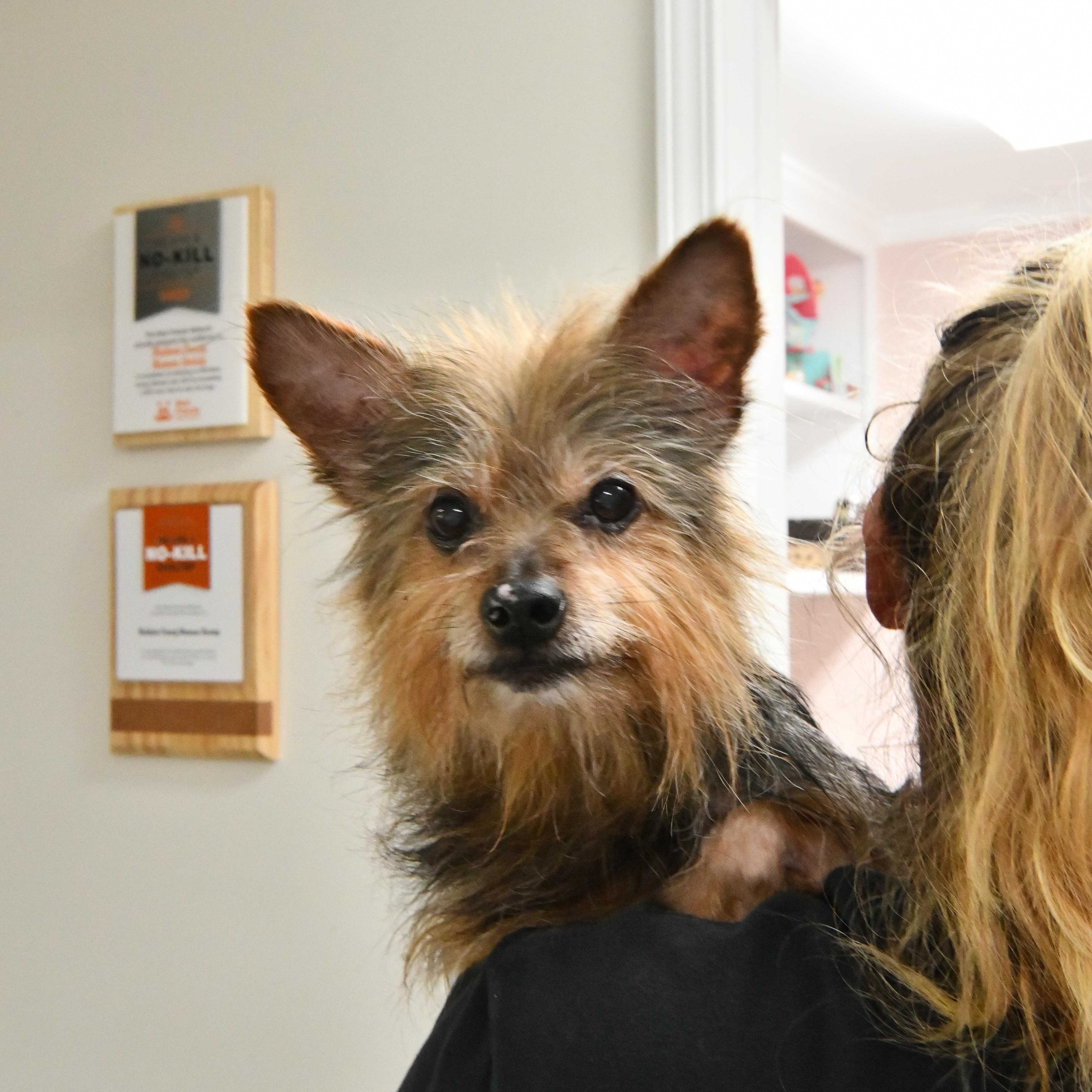 Chewy, adopted, Senior Male Yorkshire Terrier & Terrier.