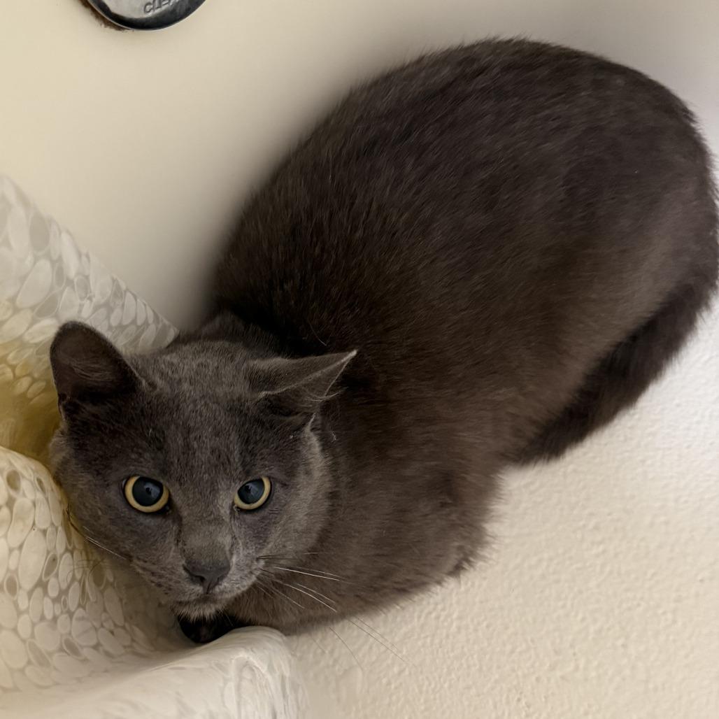 Marvin, Adoptable, Adult Male Domestic Short Hair.