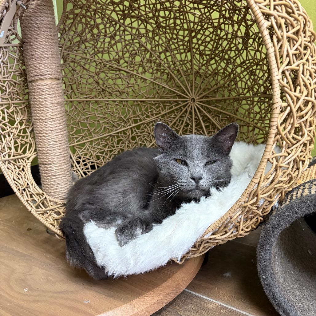 Marvin, a Adoptable Domestic Short Hair in Normal, IL image 2/6