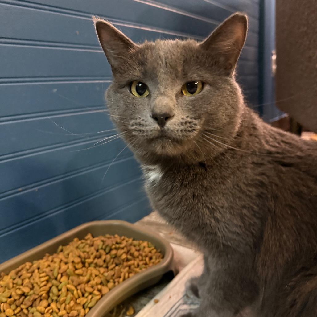 Marvin, a Adoptable Domestic Short Hair in Normal, IL image 3/6