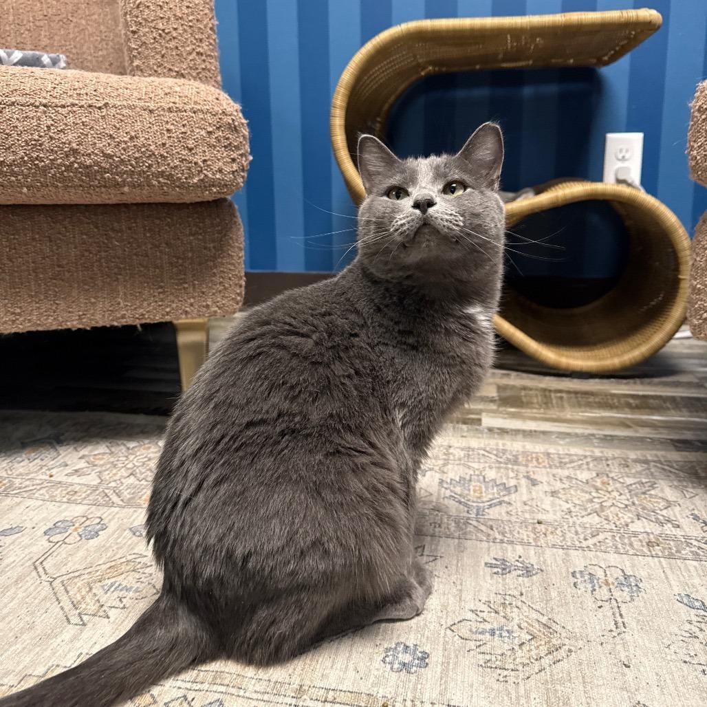 Marvin, a Adoptable Domestic Short Hair in Normal, IL image 4/6