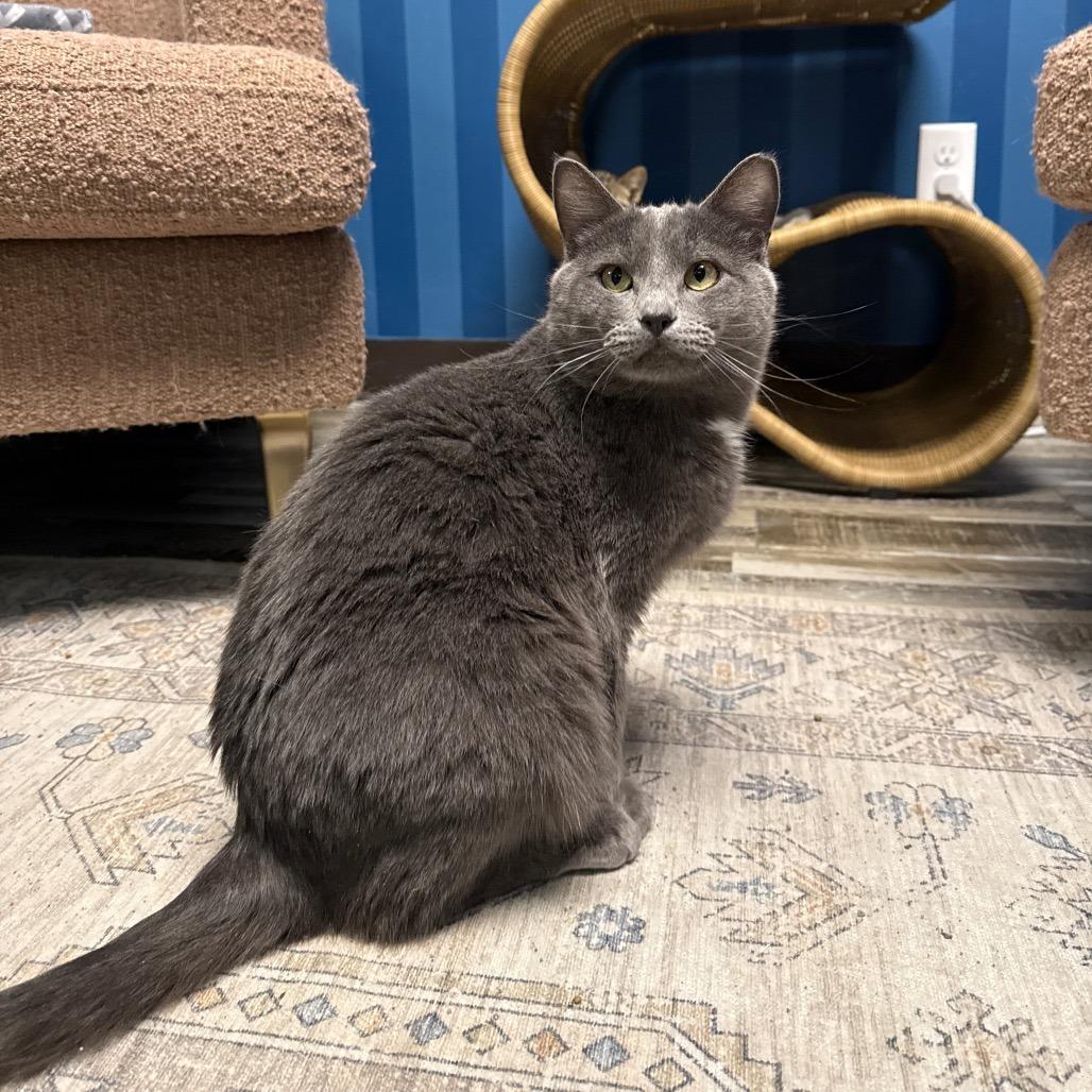 Marvin, a Adoptable Domestic Short Hair in Normal, IL image 5/6