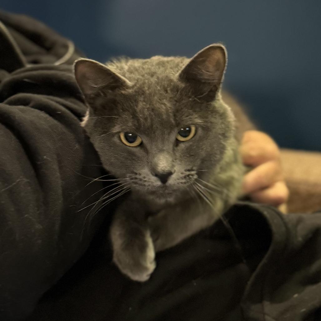 Marvin, a Adoptable Domestic Short Hair in Normal, IL image 6/6